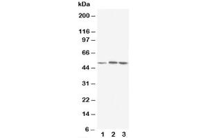 Western blot testing of NR1H3 antibody and Lane 1:  rat liver (NR1H3 antibody  (AA 375-398))