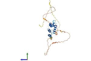 AlphaFold protein structure predicition of Mouse Recombinant Hey2 Protein, UniprotID Q9QUS4 (HEY2 Protein (AA 1-339) (His tag))
