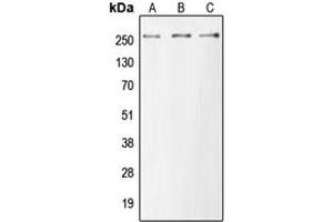 Western blot analysis of MUC6 expression in HEK293T (A), Raw264. (MUC6 antibody  (Center))