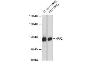 Western blot analysis of extracts of various cell lines using NRP2 Polyclonal Antibody at dilution of 1:3000. (NRP2 antibody)