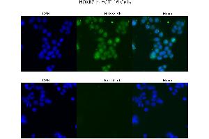 Sample Type : HCT116  Primary Antibody Dilution: 4 ug/ml  Secondary Antibody : Anti-rabbit Alexa 546  Secondary Antibody Dilution: 2 ug/ml  Gene Name : HOXB7 (HOXB7 antibody  (C-Term))
