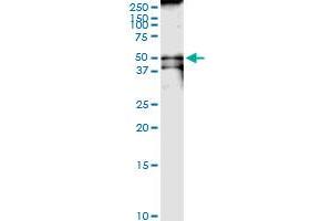 Immunoprecipitation of CKMT1B transfected lysate using anti-CKMT1B MaxPab rabbit polyclonal antibody and Protein A Magnetic Bead , and immunoblotted with CKMT1B MaxPab mouse polyclonal antibody (B01) . (CKMT1B antibody  (AA 1-417))