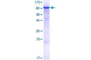 Image no. 1 for Protein Kinase C, zeta (PRKCZ) (AA 1-592) protein (GST tag) (ABIN1316280) (PKC zeta Protein (AA 1-592) (GST tag))