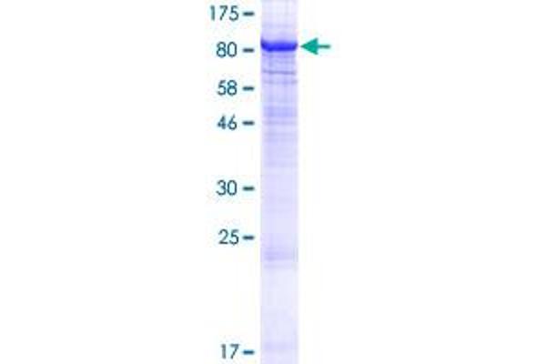 PKC zeta Protein (AA 1-592) (GST tag)