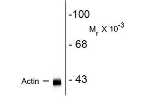 Western blots of rat hippocampal homogenate showing specific immunolabeling of the ~ 42k actin protein. (Actin antibody)