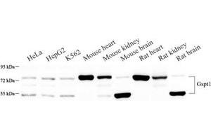 Western blot analysis of GSPT1 (ABIN7073859) at dilution of 1: 500 (eRF3/GSPT1 antibody)