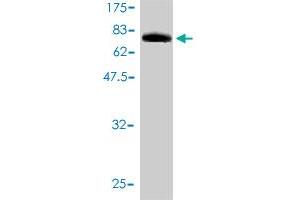 Western Blot detection against Immunogen (90. (CRY1 antibody  (AA 1-586))