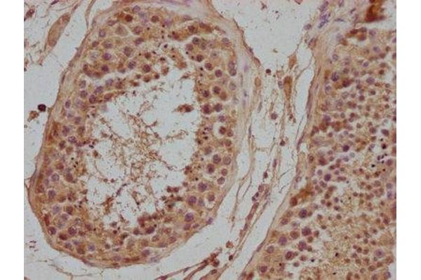 NPFFR2 antibody  (AA 23-43)