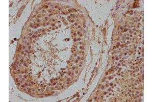 IHC image of ABIN7139940 diluted at 1:500 and staining in paraffin-embedded human testis tissue performed on a Leica BondTM system. (NPFFR2 antibody  (AA 23-43))