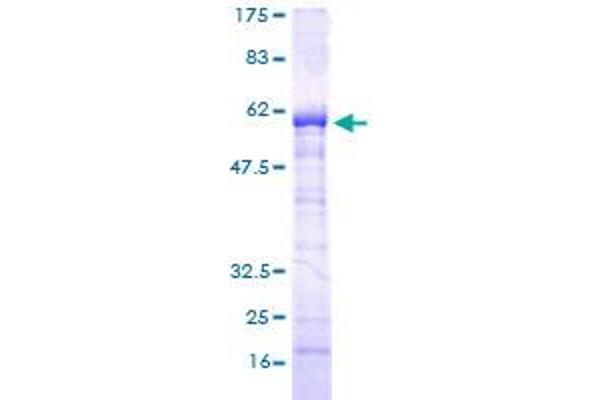 SUPT3H/SPT3 Protein (AA 1-328) (GST tag)