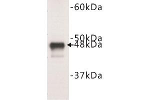 Western Blotting (WB) image for anti-Keratin 18 (KRT18) (C-Term) antibody (ABIN1854880) (Cytokeratin 18 antibody  (C-Term))