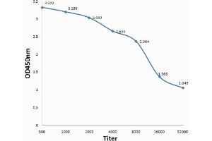 Antigen: 0. (GAB2 antibody  (pTyr452))