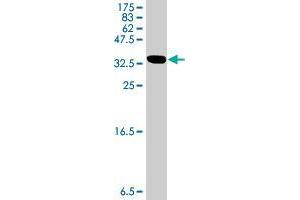 Western Blot detection against Immunogen (34. (BHLHE41 antibody  (AA 203-282))