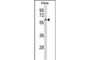 Western blot analysis of CYP7B1 Antibody in Hela cell line lysates (35ug/lane) (CYP7B1 antibody  (AA 252-281))