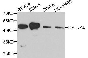 Western blot analysis of extract of various cells, using RPH3AL antibody. (RPH3AL antibody)