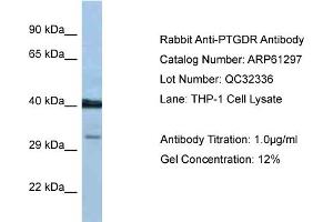 Western Blotting (WB) image for anti-Prostaglandin D2 Receptor (PTGDR) (C-Term) antibody (ABIN2788758) (PTGDR antibody  (C-Term))
