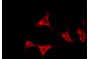 ABIN6276166 staining Hela by IF/ICC. (OR5D13 antibody  (C-Term))