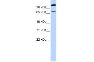 LST-3TM12 antibody used at 1 ug/ml to detect target protein. (LST-3TM12 antibody  (Middle Region))