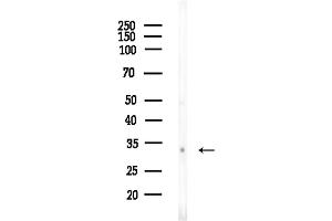 anti-Olfactory Receptor, Family 51, Subfamily M, Member 1 (OR51M1) (C-Term) antibody