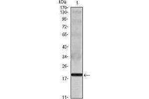 Western blot analysis using IL16 mouse mAb against IL16 recombinant protein. (IL16 antibody)