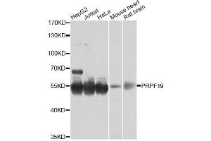 Western blot analysis of extracts of various cell lines, using PRPF19 antibody (ABIN6293423) at 1:1000 dilution. (PRP19 antibody)
