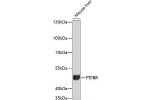 Western blot analysis of extracts of Mouse liver using PTPRR Polyclonal Antibody at dilution of 1:3000. (PTPRR antibody)