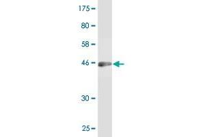 Western Blot detection against Immunogen (42. (HN1 antibody  (AA 1-154))