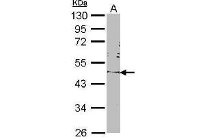 WB Image Sample (30 ug of whole cell lysate) A: NIH-3T3 10% SDS PAGE OCT3/4 antibody antibody diluted at 1:1000