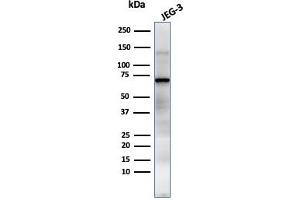 Western Blot Analysis of JEG-3 cell lysate using PLAP Mouse Monoclonal Antibody (GM022). (PLAP antibody)