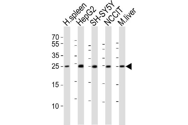 MIXL1 anticorps  (C-Term)