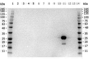 Western Blot of Goat anti-GFP antibody Peroxidase conjugated. (GFP antibody  (HRP))