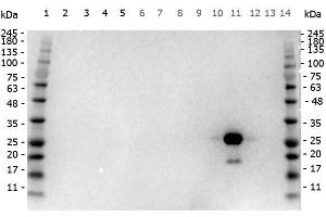 Western Blot of Goat anti-GFP antibody Peroxidase conjugated. (GFP antibody  (AA 246) (HRP))