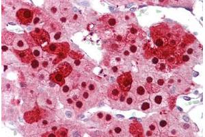Anti-ZNF346 antibody IHC staining of human adrenal. (ZNF346 antibody  (N-Term))