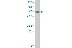 Western Blot detection against Immunogen (57. (FCN3 antibody  (AA 1-288))