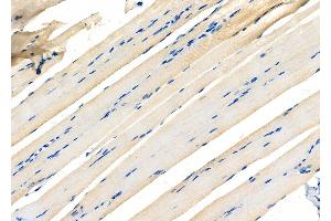 ABIN6265833 and ABIN6277102 at 1/100 staining Rat muscle tissue by IHC-P. (UAP1 antibody  (Internal Region))