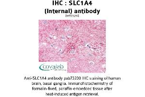 Image no. 1 for anti-Solute Carrier Family 1 (Glutamate/Neutral Amino Acid Transporter), Member 4 (SLC1A4) (Internal Region) antibody (ABIN1739340) (SLC1A4 antibody  (Internal Region))