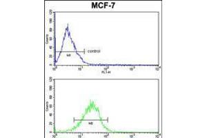 mouse BID Antibody (S61) FC analysis of MCF-7 cells (bottom histogram) compared to a negative control cell (top histogram). (BID antibody  (AA 39-68))