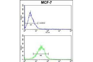 mouse BID Antibody (S61) FC analysis of MCF-7 cells (bottom histogram) compared to a negative control cell (top histogram).