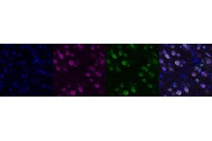 Immunohistochemistry (IHC) image for anti-Neuro-Oncological Ventral Antigen 1 (NOVA1) antibody (ABIN7456055) (NOVA1 antibody)