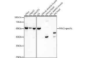 Western blot analysis of extracts of various cell lines, using PKM2-specific antibody (ABIN7269779) at 1:1000 dilution. (PKM2 antibody)
