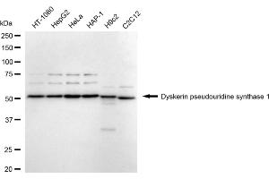 Western blotting analysis using EMC4 antibody (ABIN7800924).