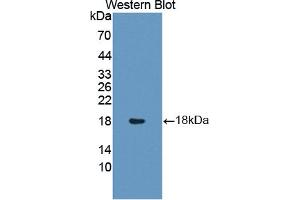Western blot analysis of the recombinant protein. (Insulin Like Protein 3 (AA 2-129) antibody)