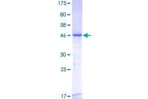 RGS3 Protein (AA 1-192) (GST tag)