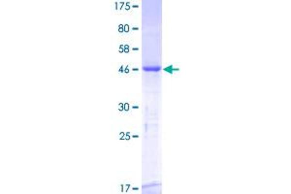 RGS3 Protein (AA 1-192) (GST tag)