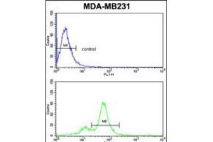 Flow cytometric analysis of MDA-MB231 cells (bottom histogram) compared to a negative control cell (top histogram). (CYP2A13 antibody  (C-Term))