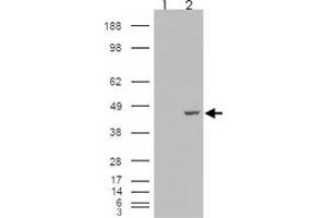 293 overexpressing PCBP4 and probed with PCBP4 polyclonal antibody  (mock transfection in first lane), tested by Origene. (PCBP4 antibody)