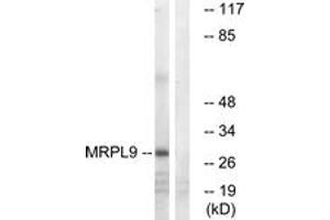 Western Blotting (WB) image for anti-Mitochondrial Ribosomal Protein L9 (MRPL9) (AA 211-260) antibody (ABIN2890059) (MRPL9 antibody  (AA 211-260))