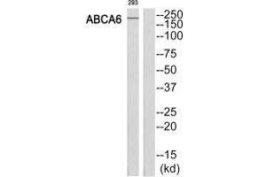 Western blot analysis of extracts from 293 cells, using ABCA6 antibody. (ABCA6 antibody  (C-Term))