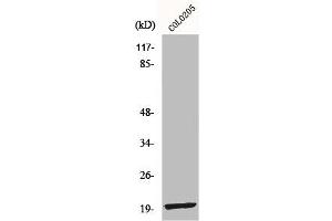 Western Blot analysis of COLO205 cells using MRP-L12 Polyclonal Antibody