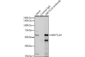 Immunoprecipitation analysis of 300 μg extracts of HepG2 cells using 3 μg METTL14 antibody (ABIN6131104, ABIN6143759, ABIN6143760 and ABIN6224625). (METTL14 antibody  (AA 1-210))